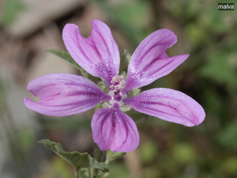 malva malva sylvestris 6265