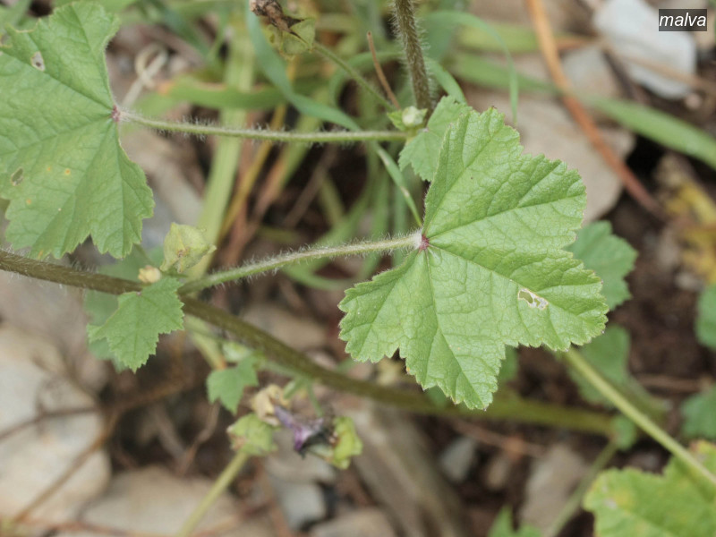 malva malva sylvestris 6269