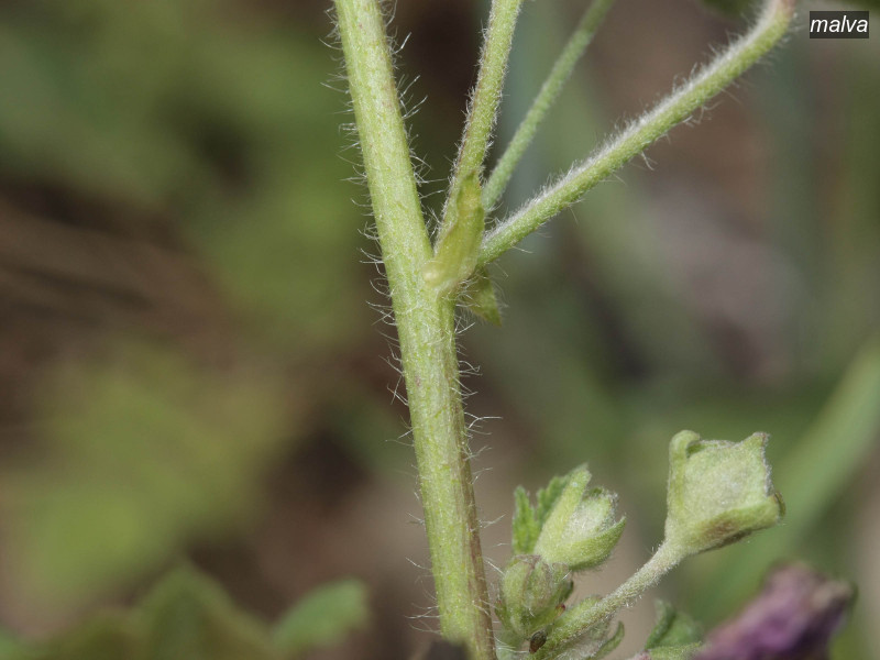 malva malva sylvestris 6272