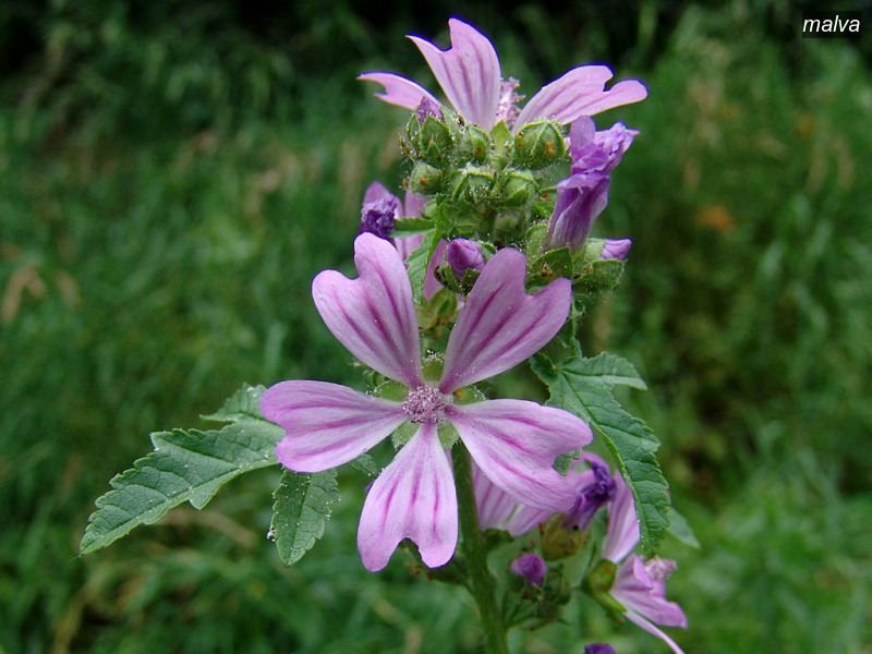 malva malva sylvestris groot kaasjeskruid 04363