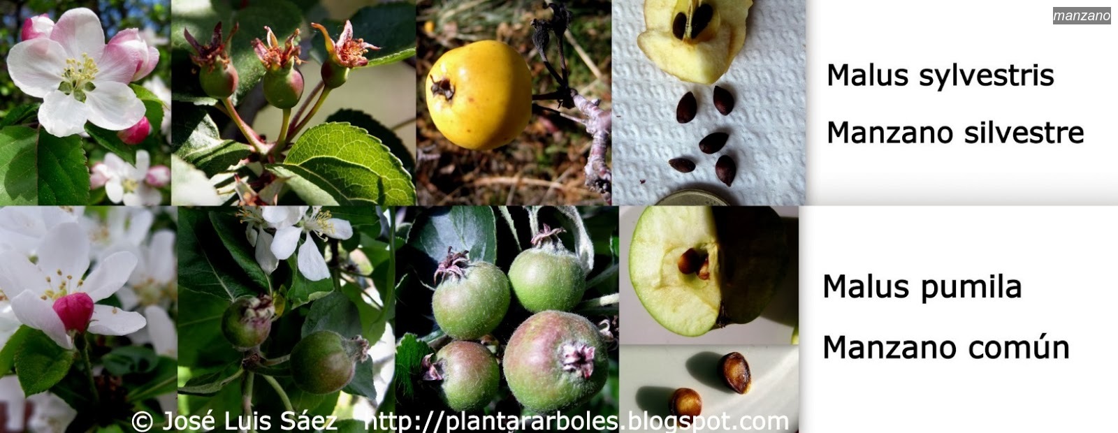 manzano malus manzano malus
