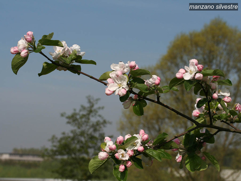 manzano silvestre malus sylvestris eetappel 1885 manzano silvestre malus sylvestris eetappel 1885