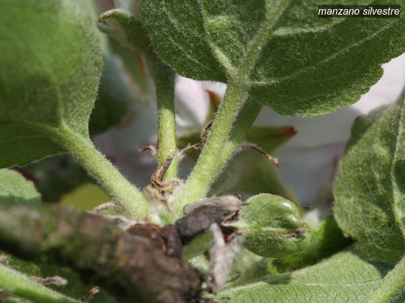 manzano silvestre malus sylvestris eetappel 1889 manzano silvestre malus sylvestris eetappel 1889
