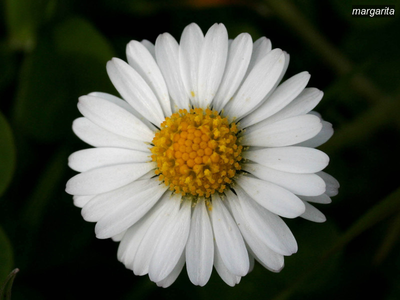 margarita bellis perennis 1723 margarita bellis perennis 1723