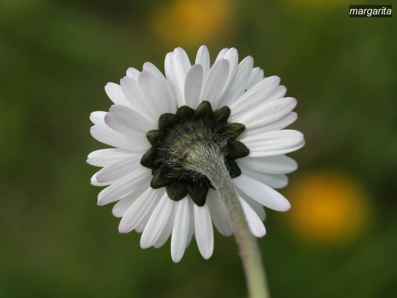margarita bellis perennis 1724 margarita bellis perennis 1724