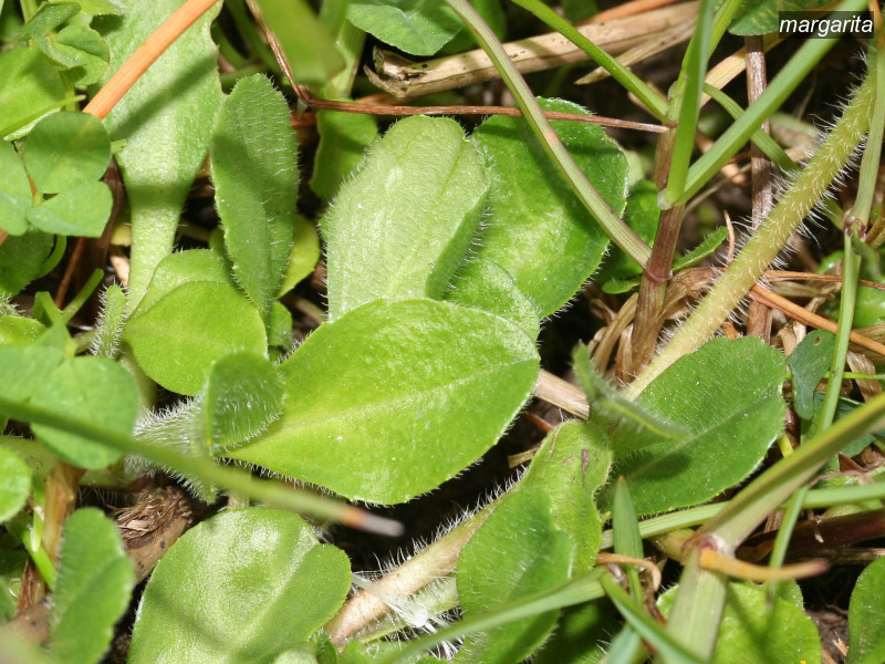 margarita bellis perennis 1725 margarita bellis perennis 1725