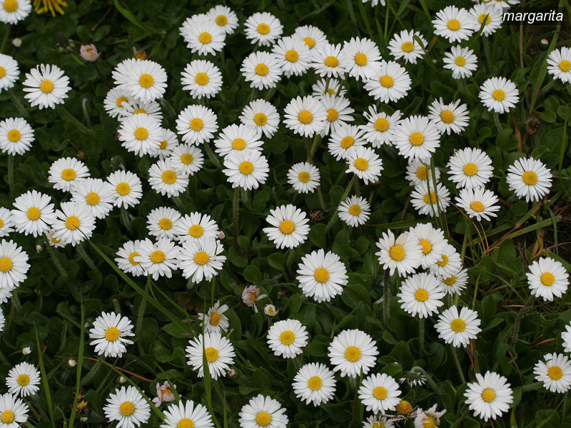 margarita bellis perennis madeliefje 1809 margarita bellis perennis madeliefje 1809