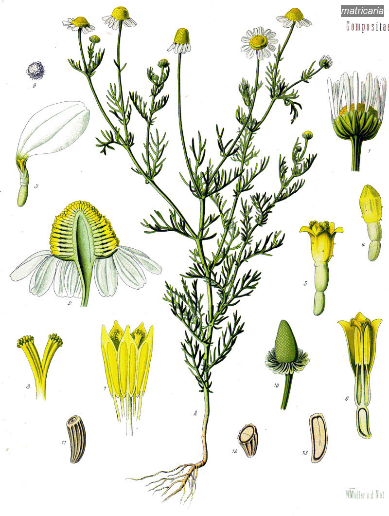 matricaria0 matricaria0