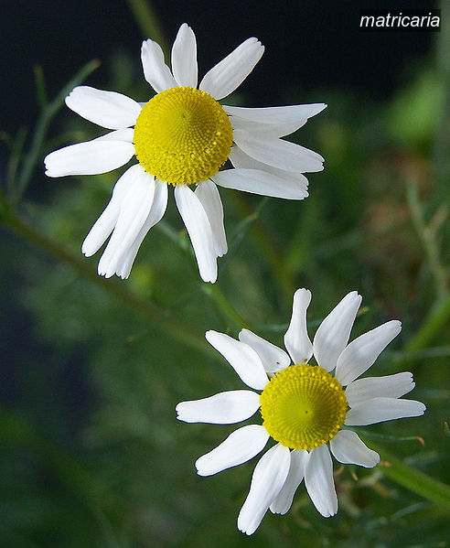 matricaria1 matricaria1