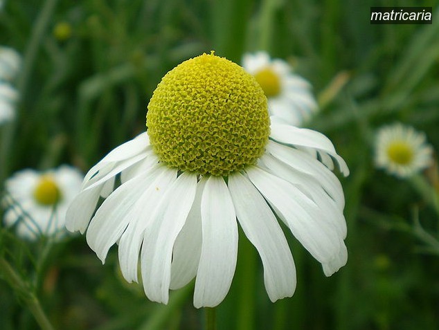 matricaria2 matricaria2
