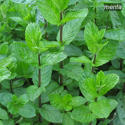 menta9 menta9