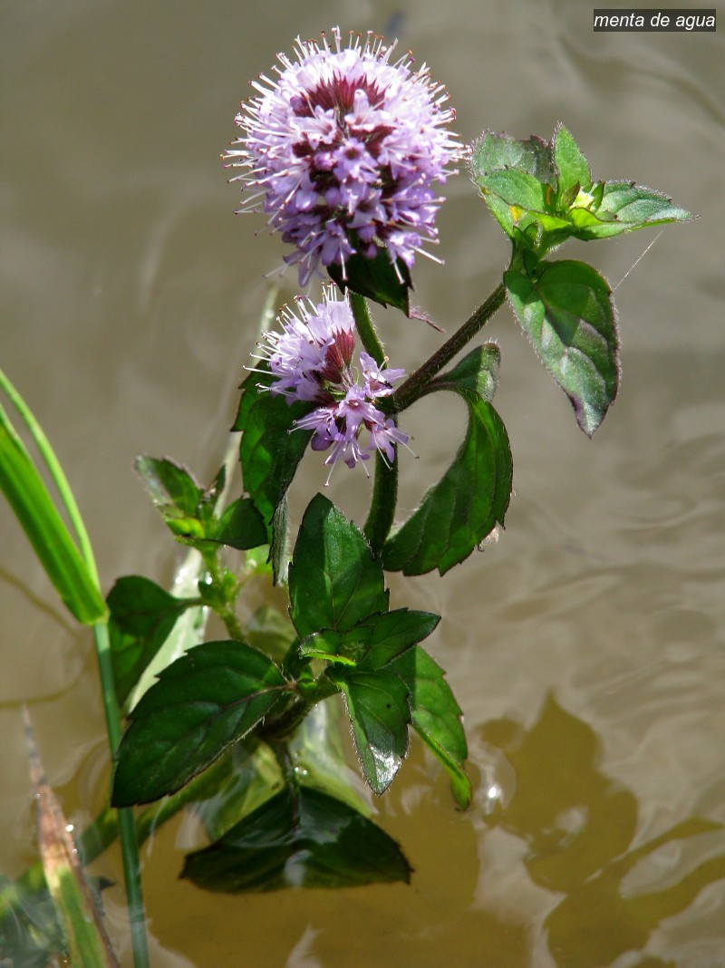 menta de agua1