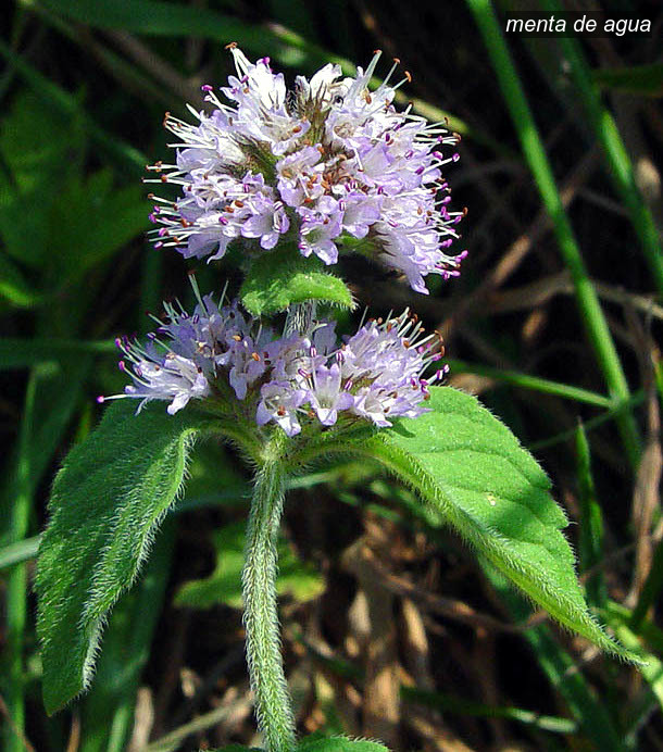 menta de agua2