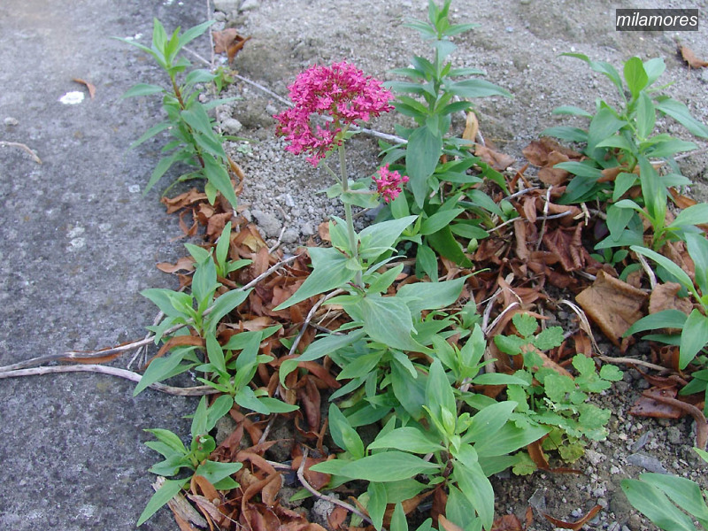 milamores centranthus ruber rode spoorbloem 09521
