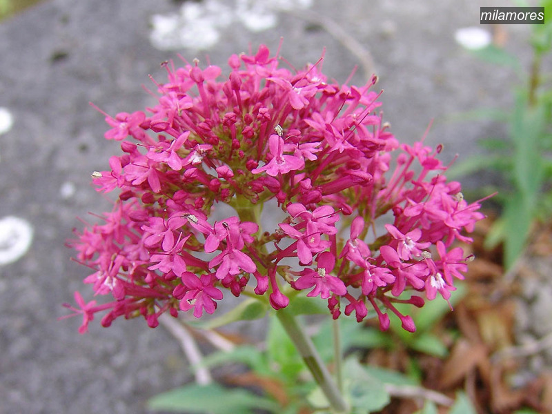 milamores centranthus ruber rode spoorbloem 09522