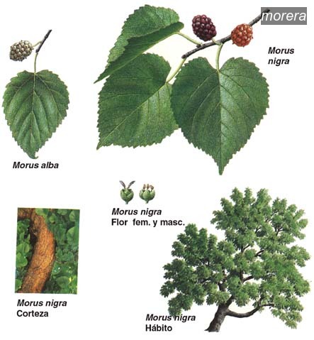 morera1