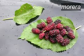 morera2