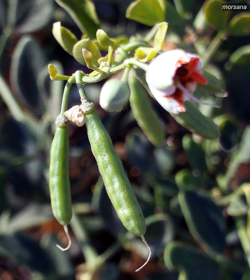 morsana1