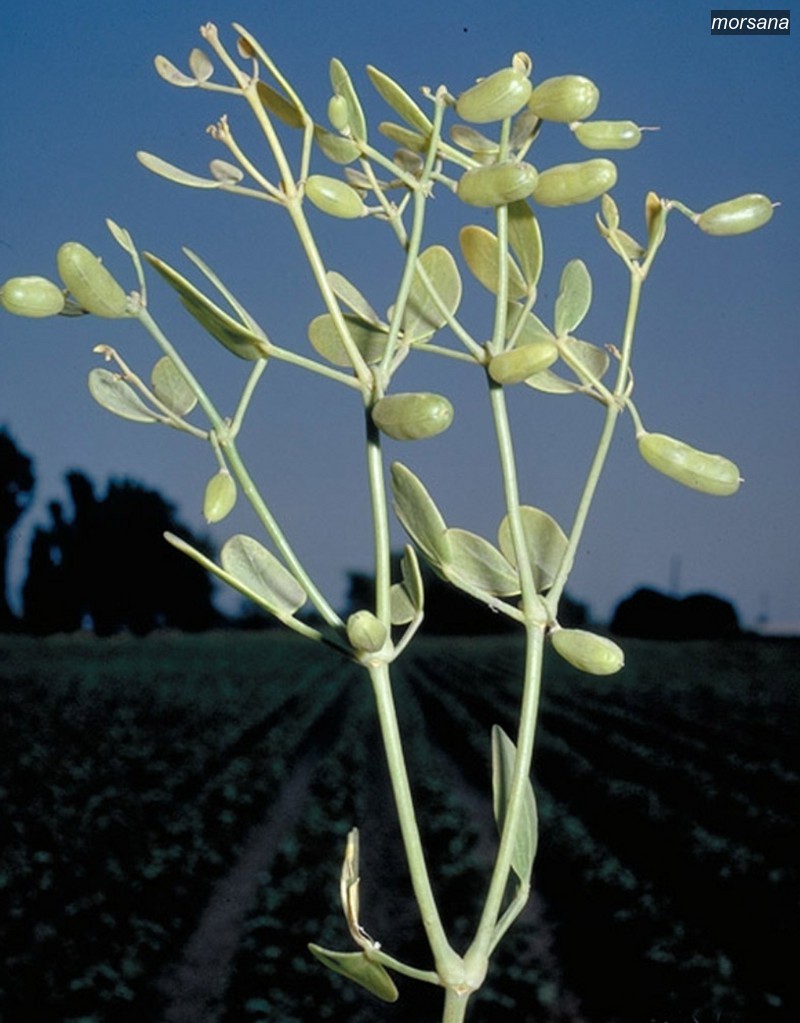 morsana2