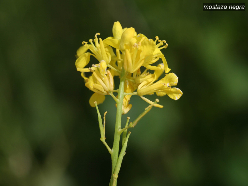 mostaza negra brassica nigra 3480