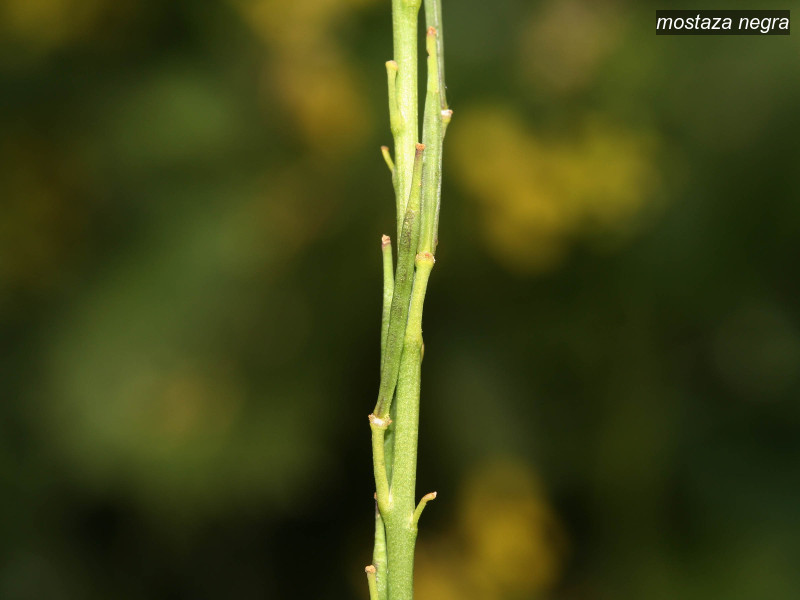 mostaza negra brassica nigra 3485