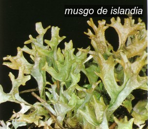 musgo de Islandia0