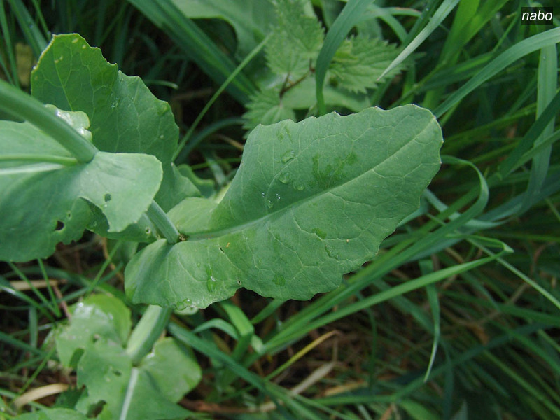 nabo brassica rapa 07570