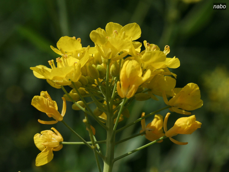nabo brassica rapa 1789