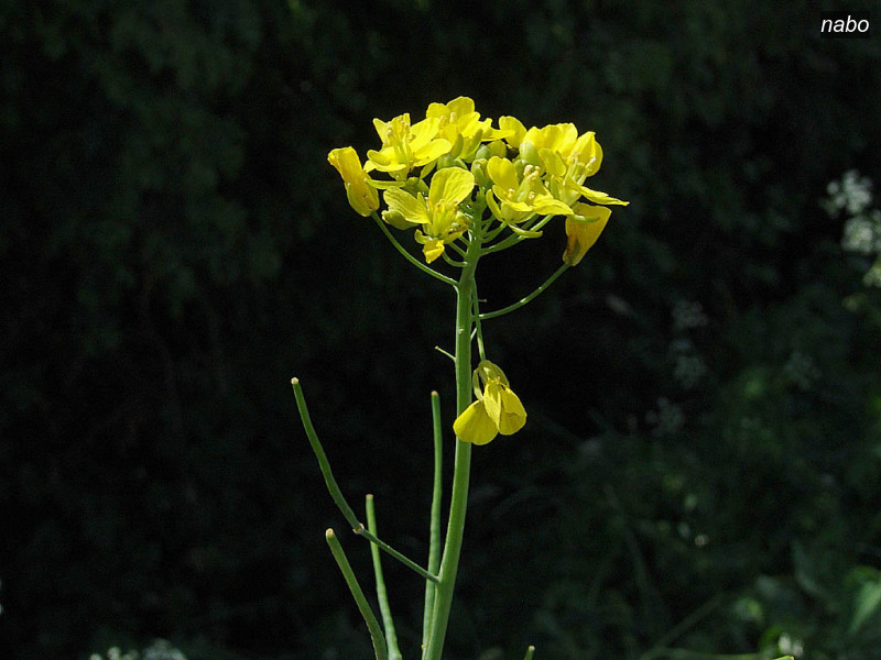 nabo brassica rapa raapzaad 07566