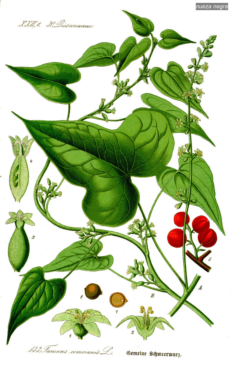 nueza negra0
