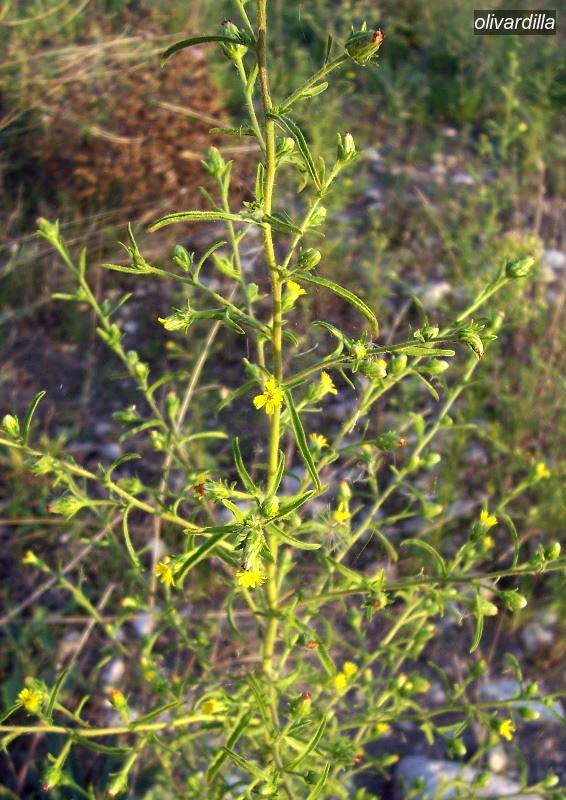 olivardilla1