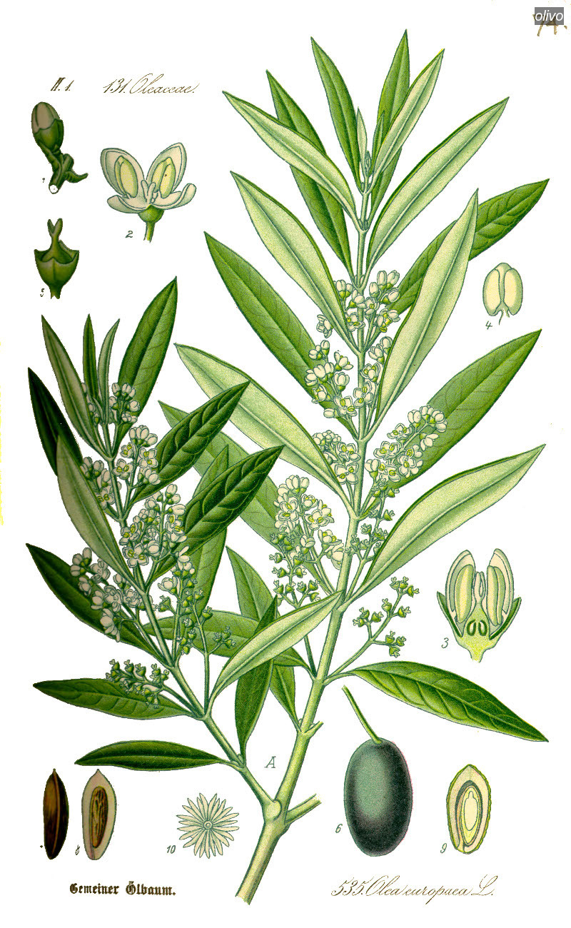 olivo0