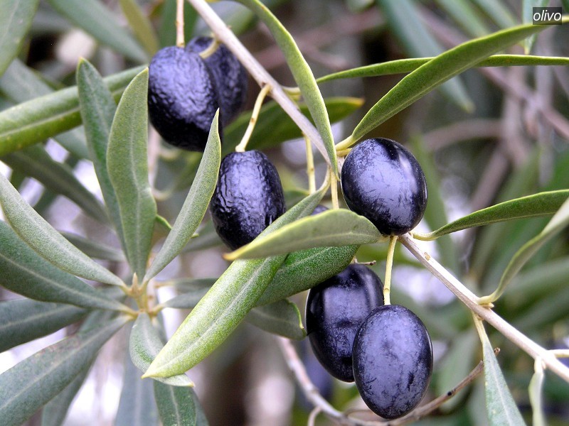 olivo2