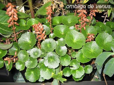 ombligo de venus0 ombligo de venus0