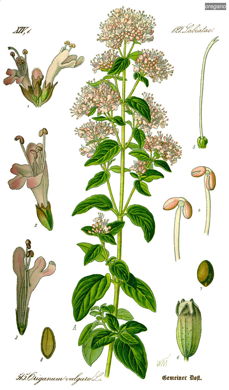 oregano0