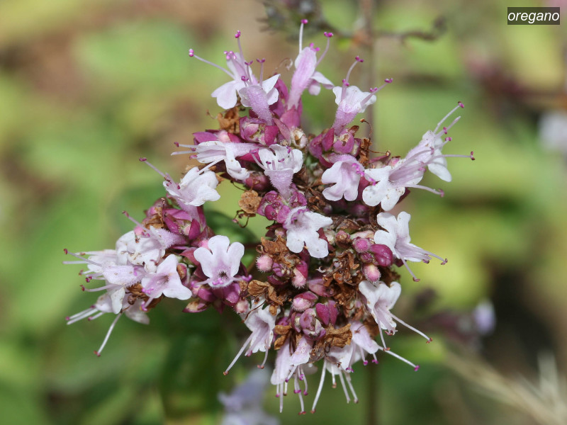 oregano origanum vulgare 7531
