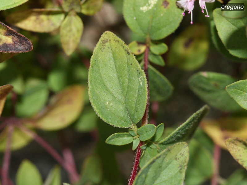 oregano origanum vulgare 7534