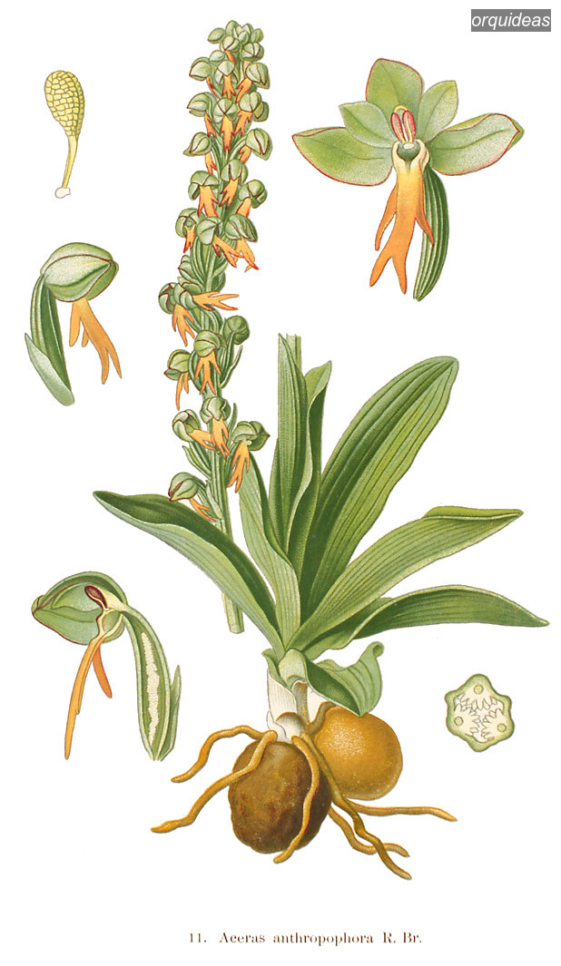 orquideas anthropophora