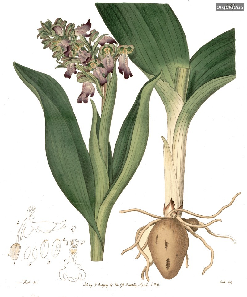 orquideas longibracteata