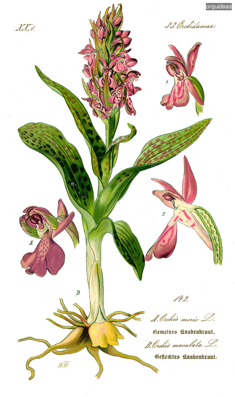 orquideas maculata