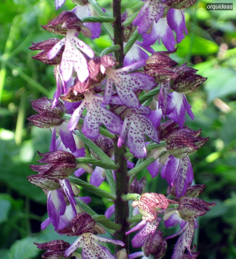 orquideas maculata1