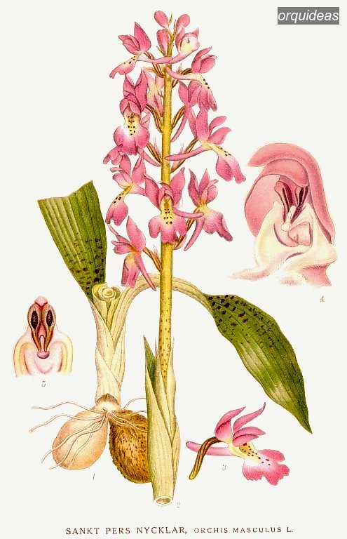orquideas mascula