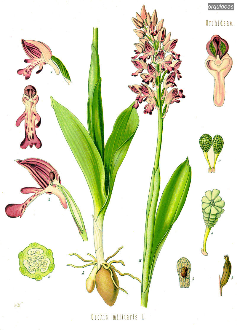 orquideas militaris