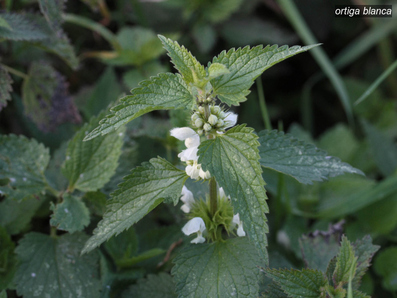 ortiga blanca lamium album 3254