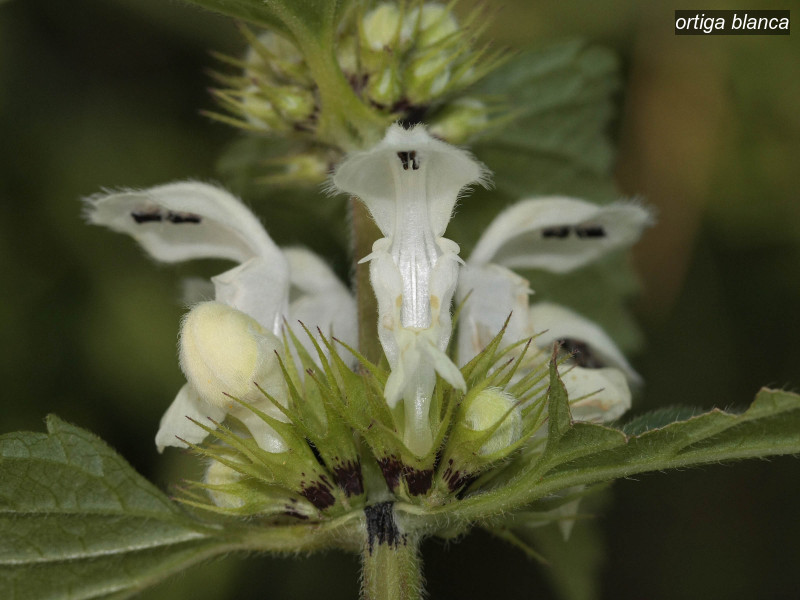 ortiga blanca lamium album 3259