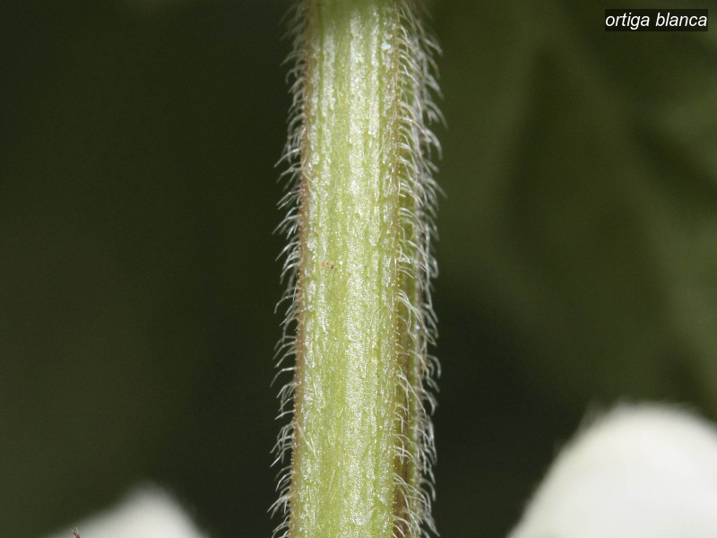 ortiga blanca lamium album 3260