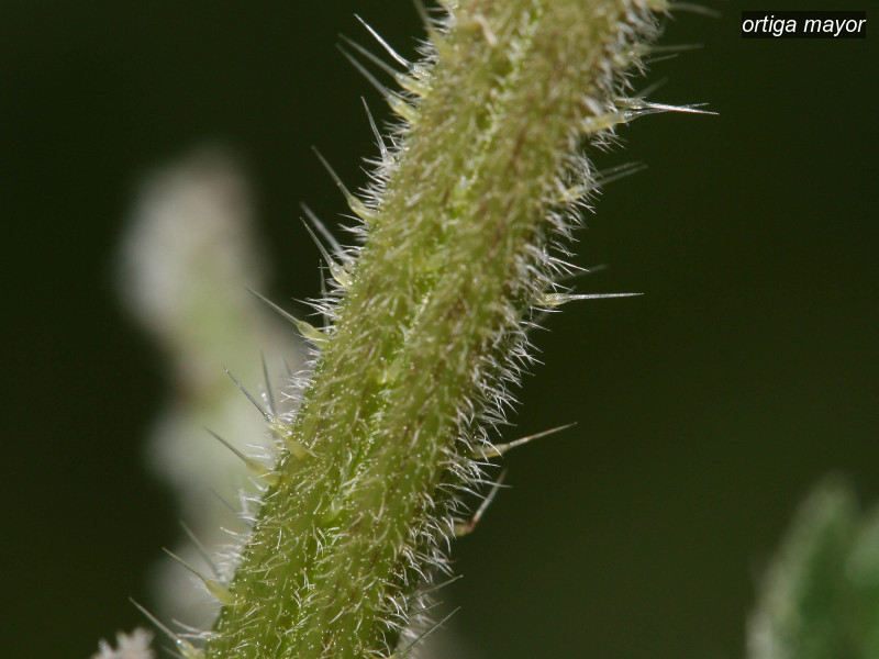 ortiga mayor urtica dioica 2621