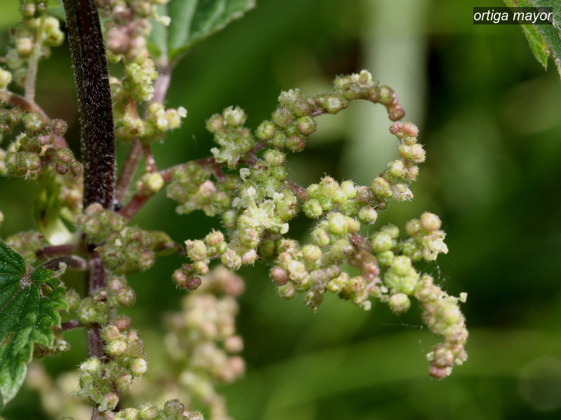 ortiga mayor urtica dioica 2656