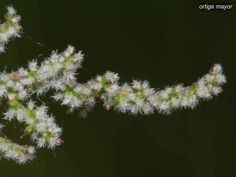 ortiga mayor urtica dioica 2667