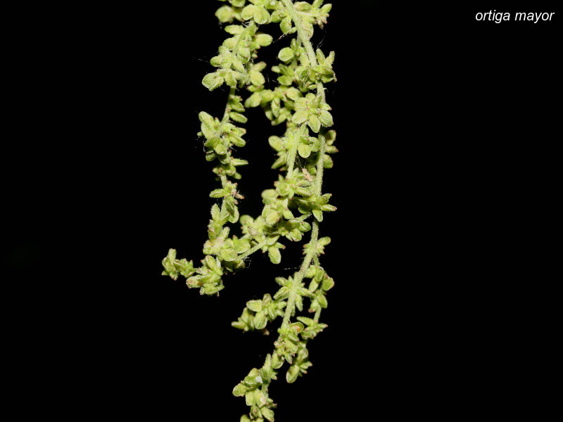 ortiga mayor urtica dioica 4549